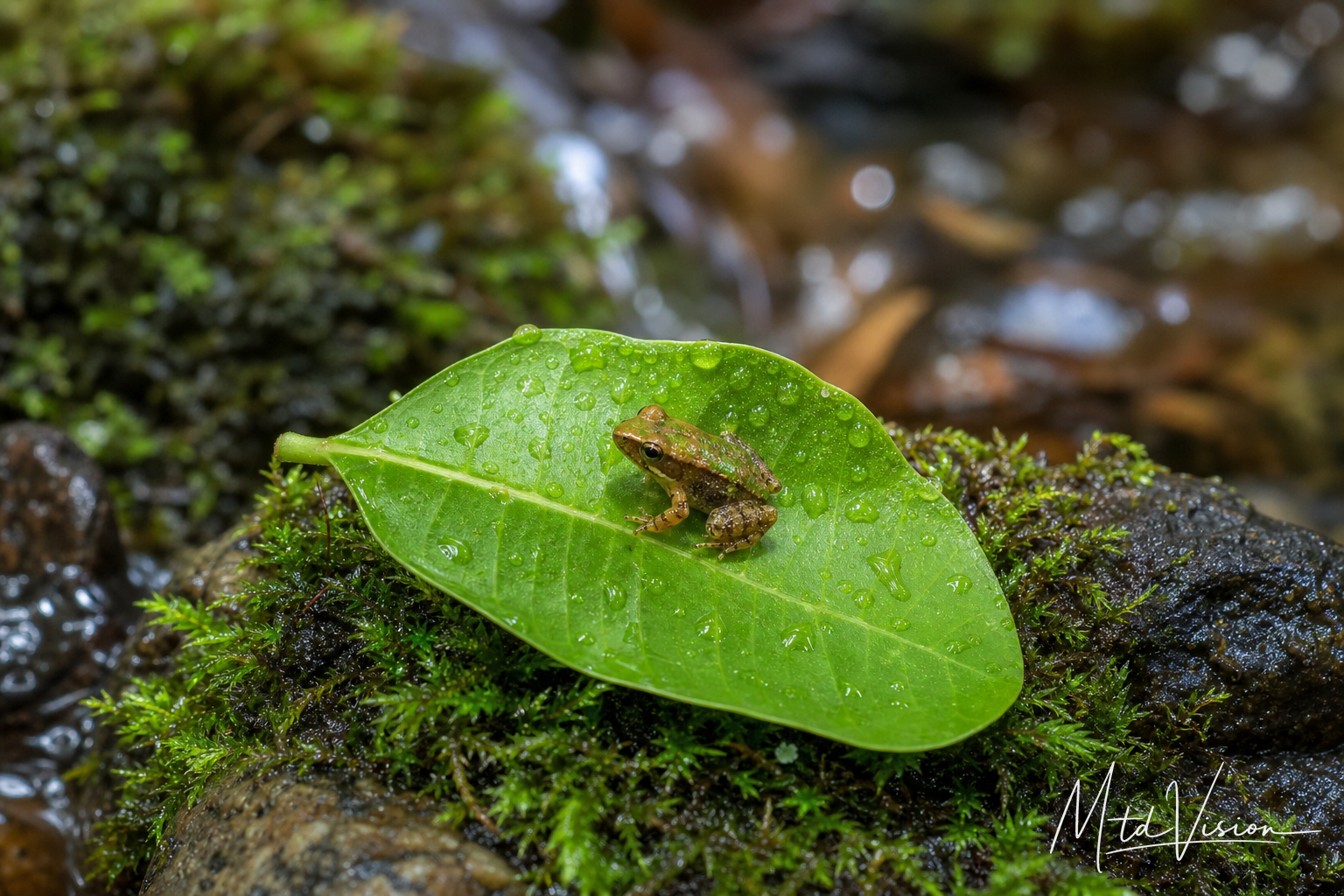 Kind of very small frog.
