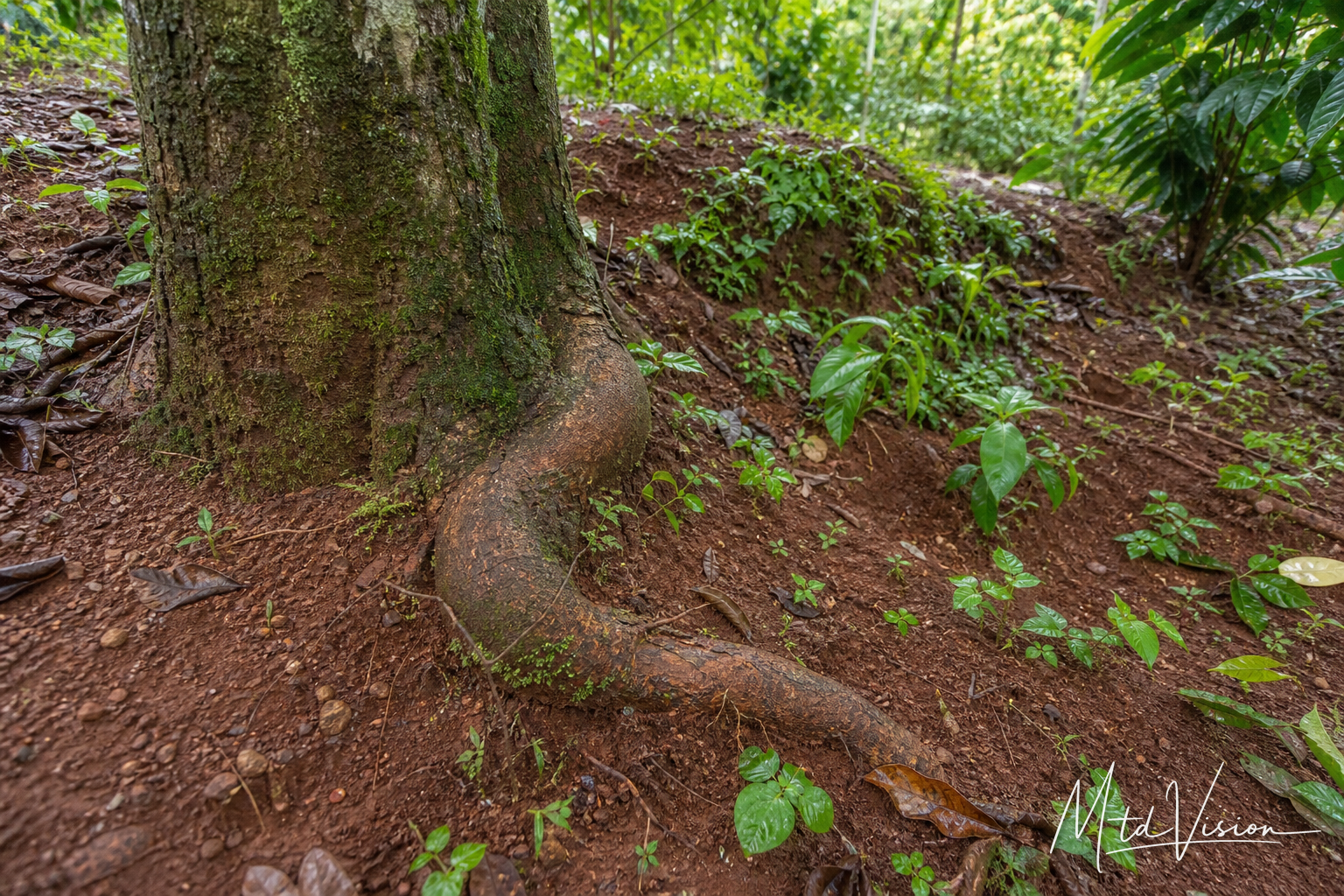 Root.