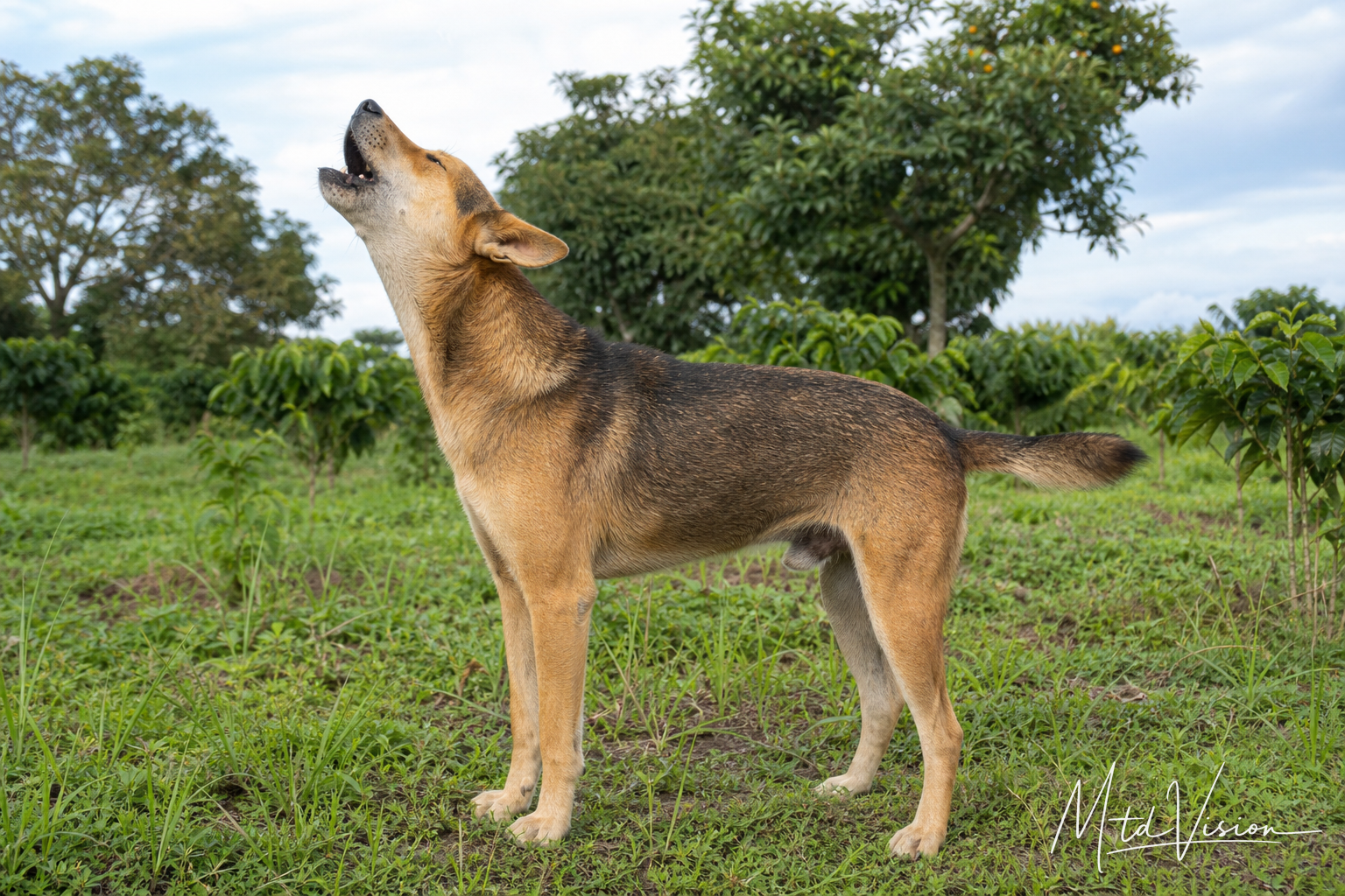 To howl (of dog).