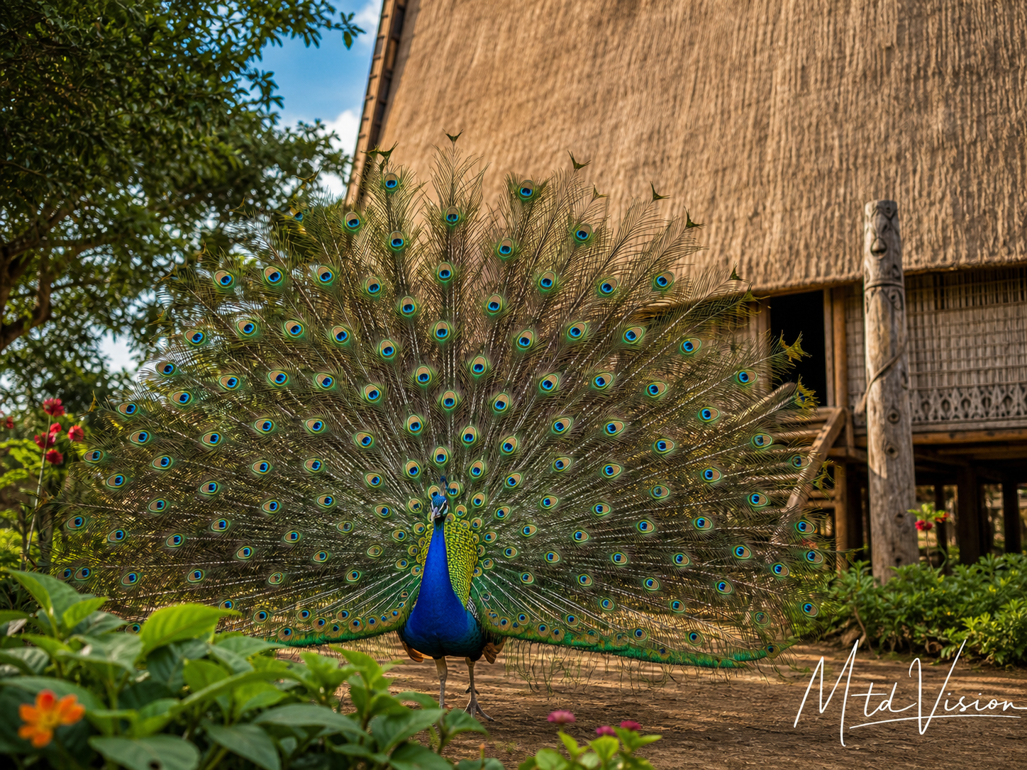 Peacock.