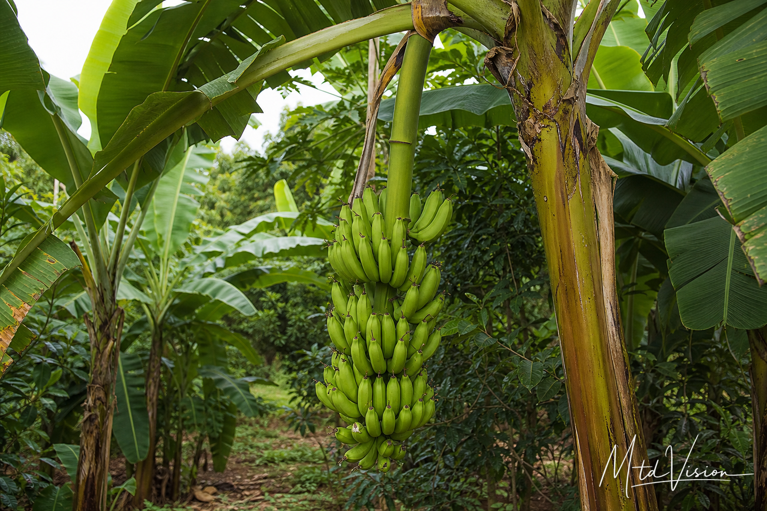 Stalk of bananas (amung mtei).