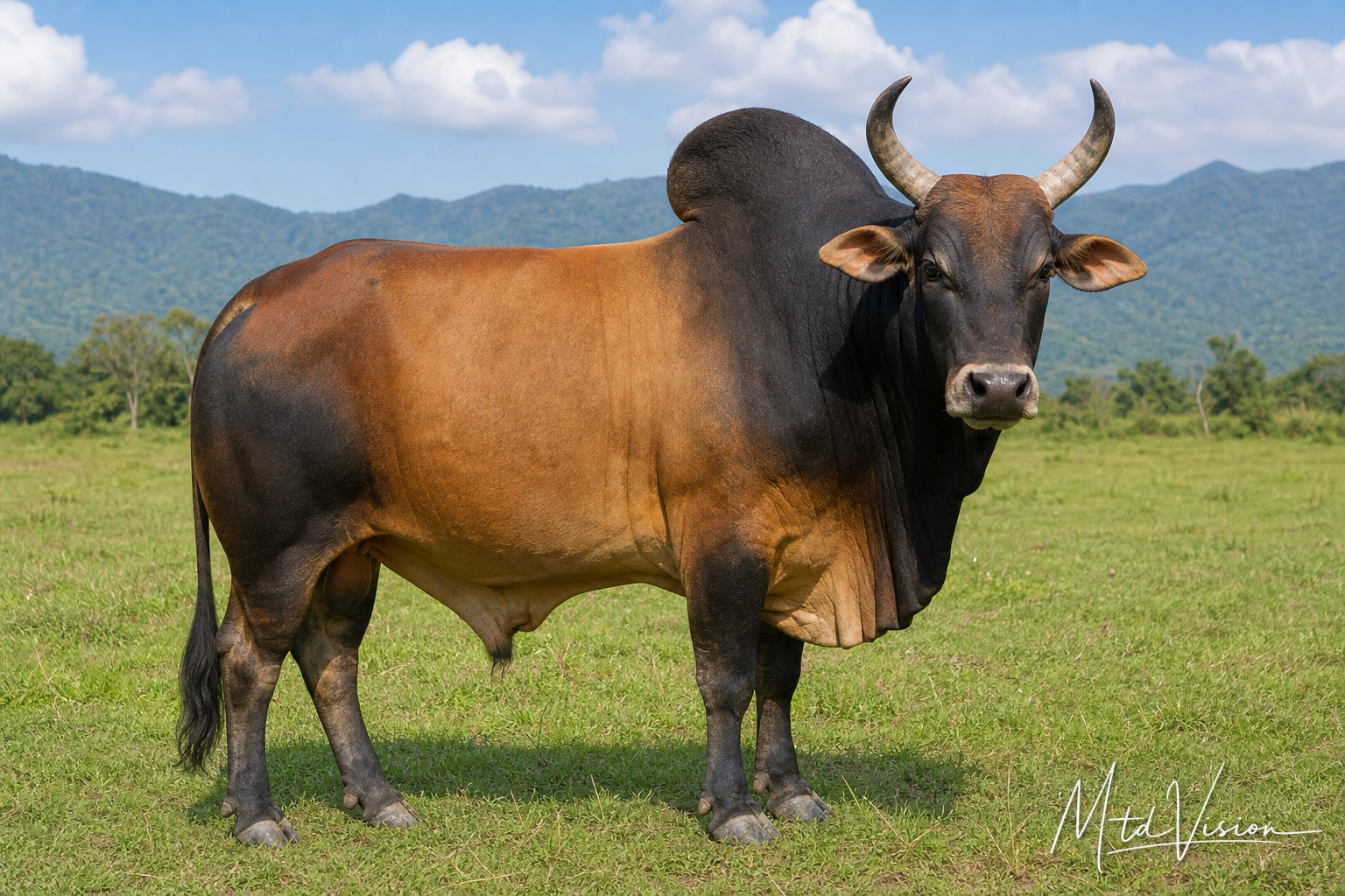 Hump on the back of a bull.