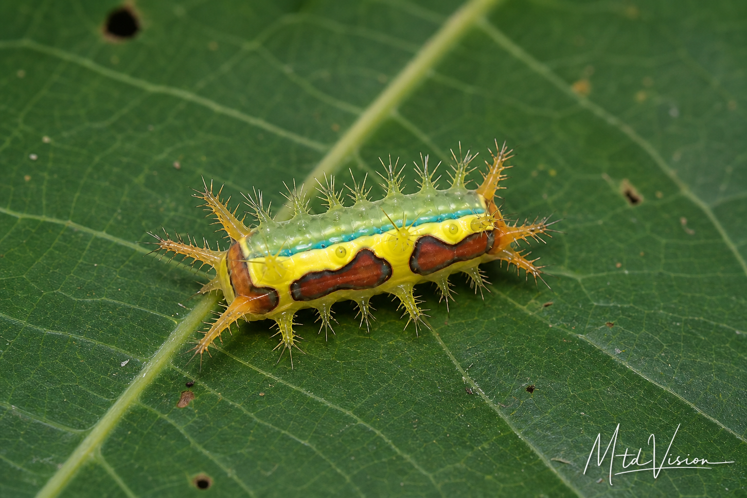 A kind of hairy caterpillar which can irritate skin.
