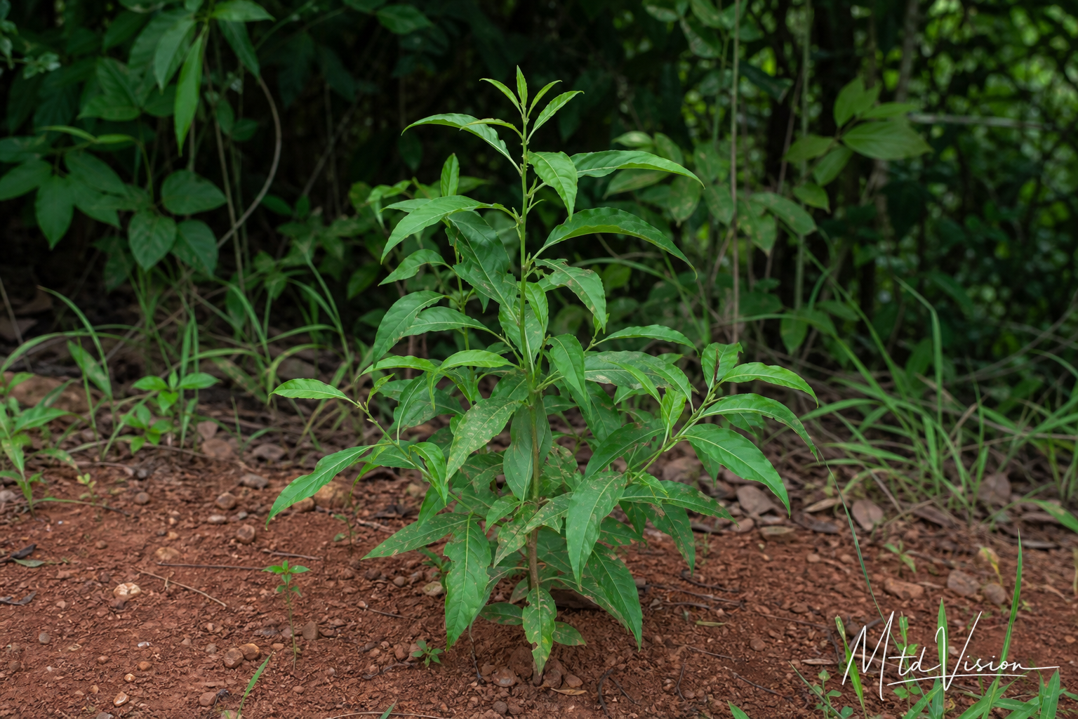 Kind of plant (ana abiêk).