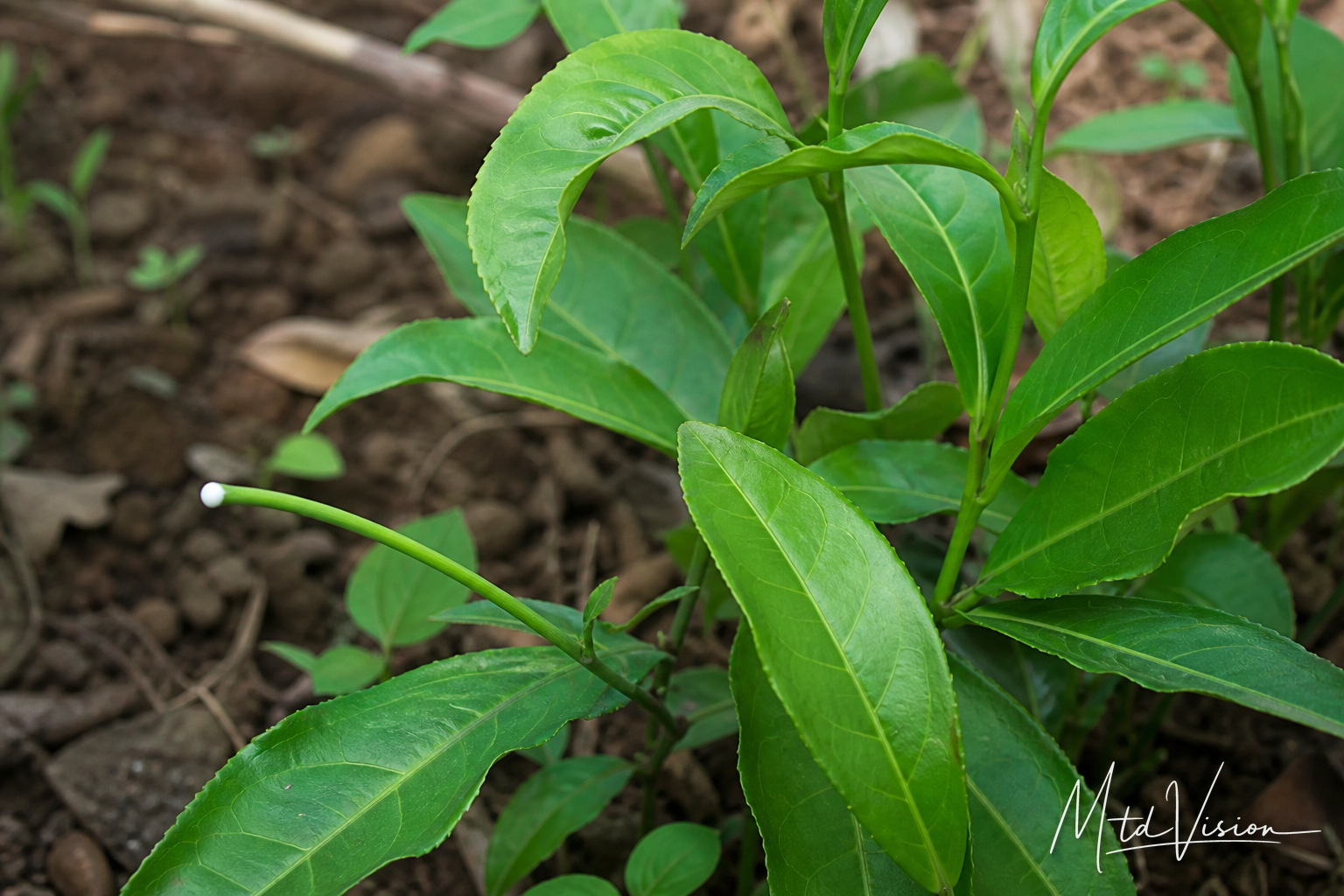 Plant with itchy white sap (ana adư̆).