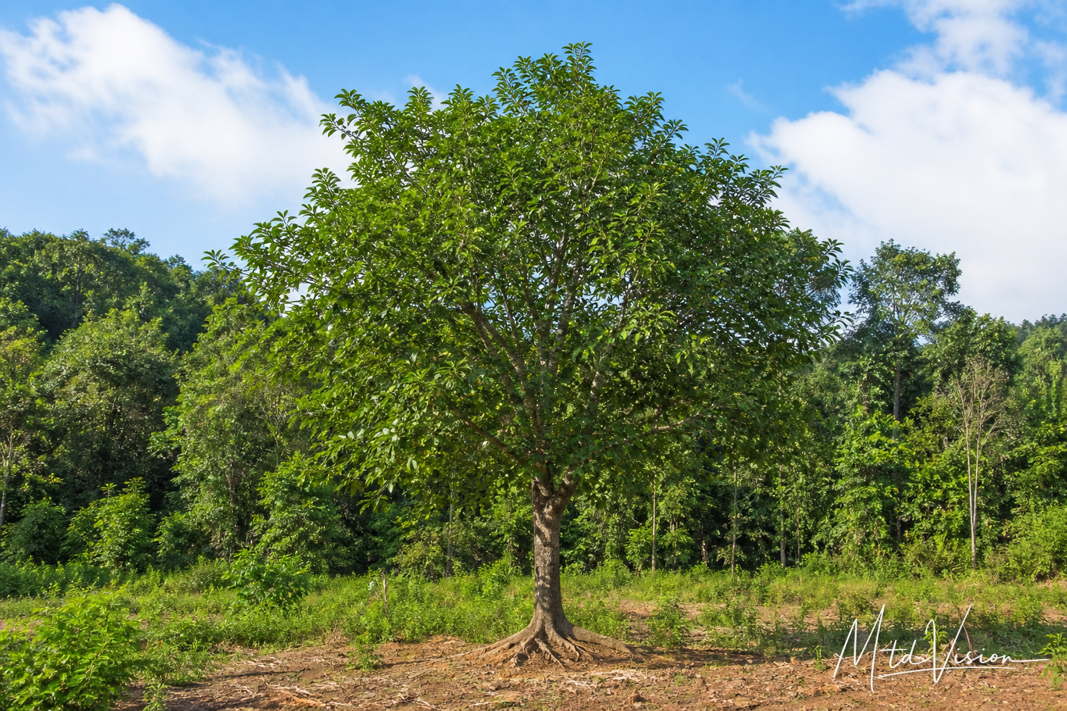 Kind of tree (ana arul).