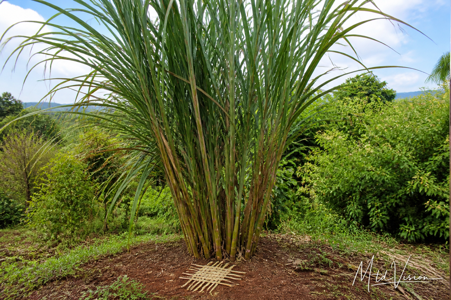 Tall plant used in making baskets (ana atiêng).