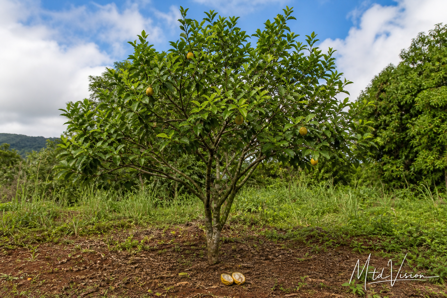 Tree bearing edible fruit (ana boh kê̆ñ).