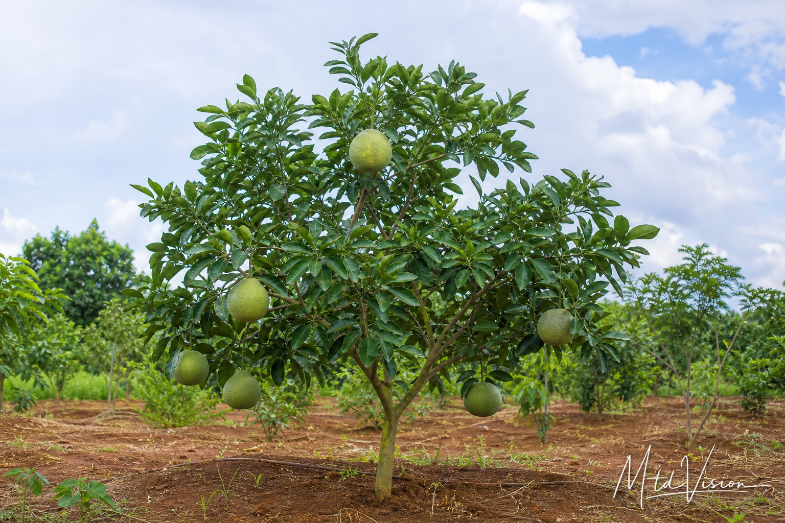 Pomelo tree (ana boh kruĕ dŭng).