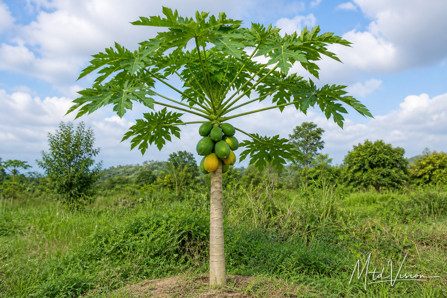 Papaya plant (ana boh tei hŭng).