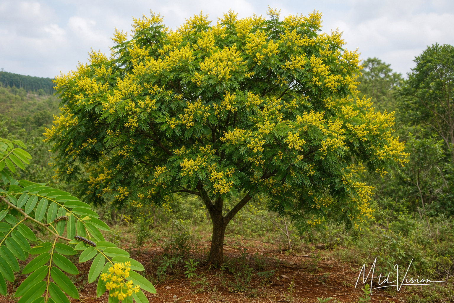 Yellow-flowering compound-leaf tree usually infested with caterpillars (ana êjuăr).