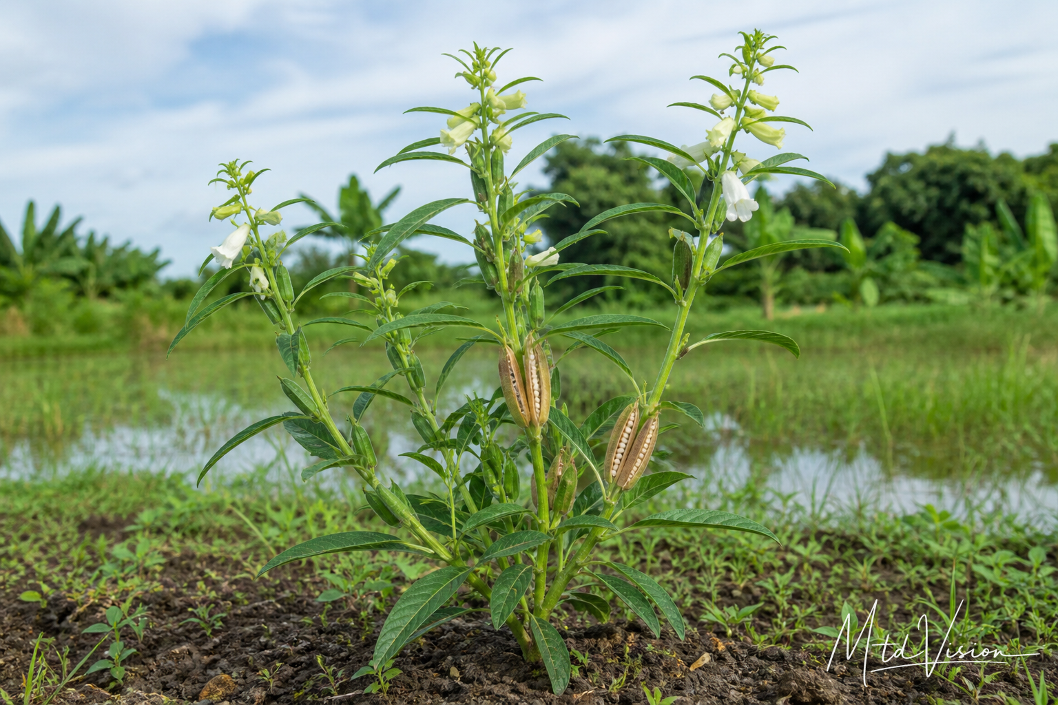 White-sesame plant (ana ênga).