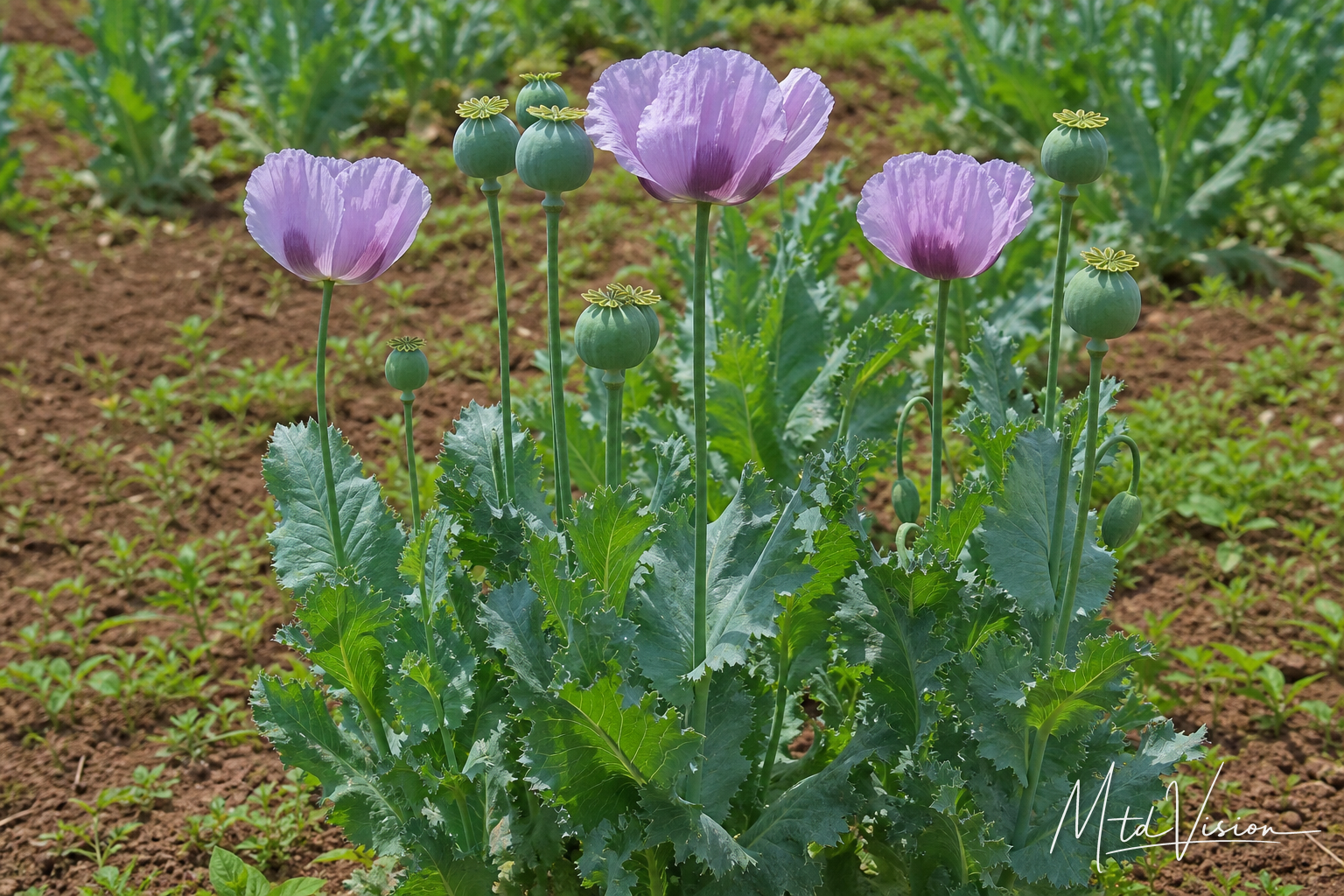 Opium-poppy plant (ana hăt drao).