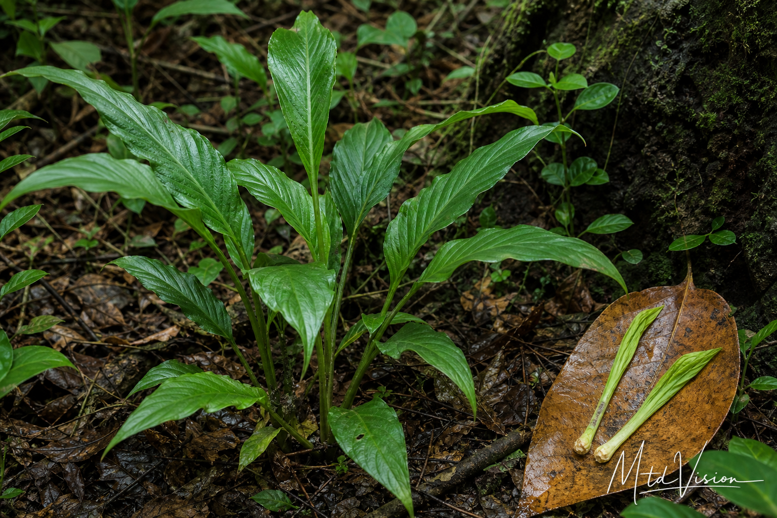Edible forest plant (ana hyai).