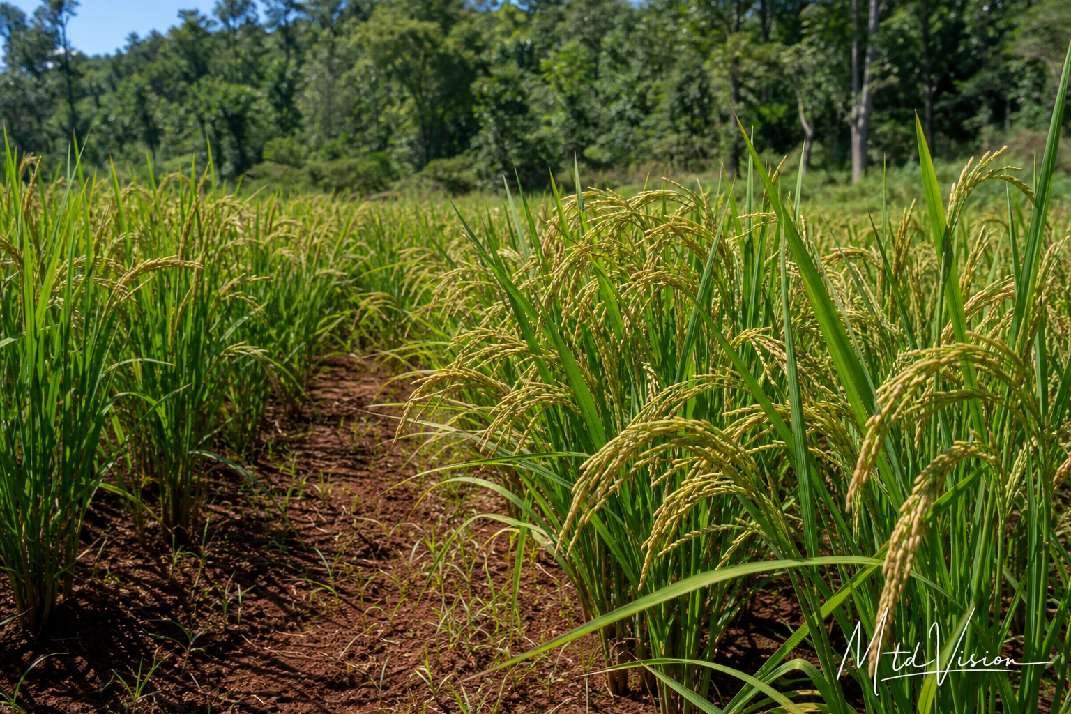 Fragrant upland dry-land rice plant (ana kê).