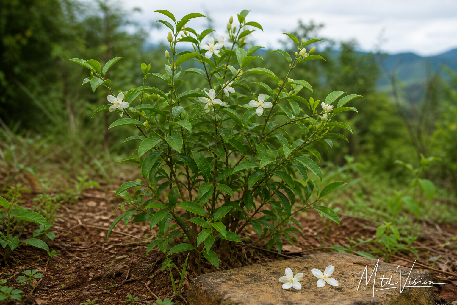 Tree bearing edible white flowers (ana kñê).