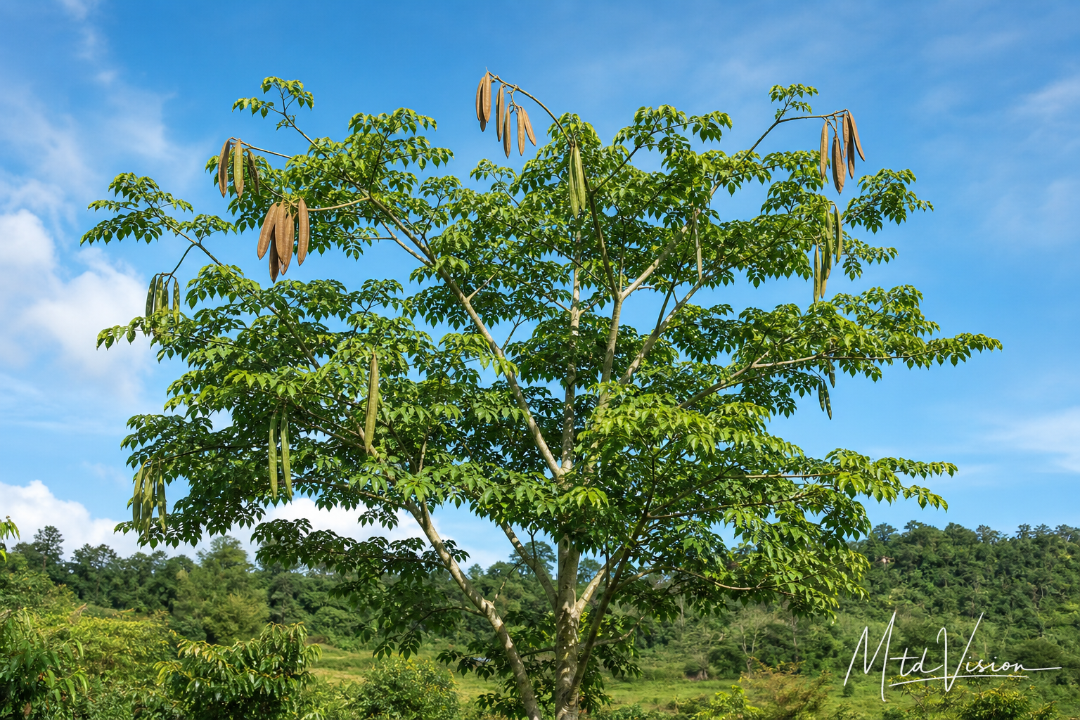 Tree bearing long hanging edible fruit (ana knôk).