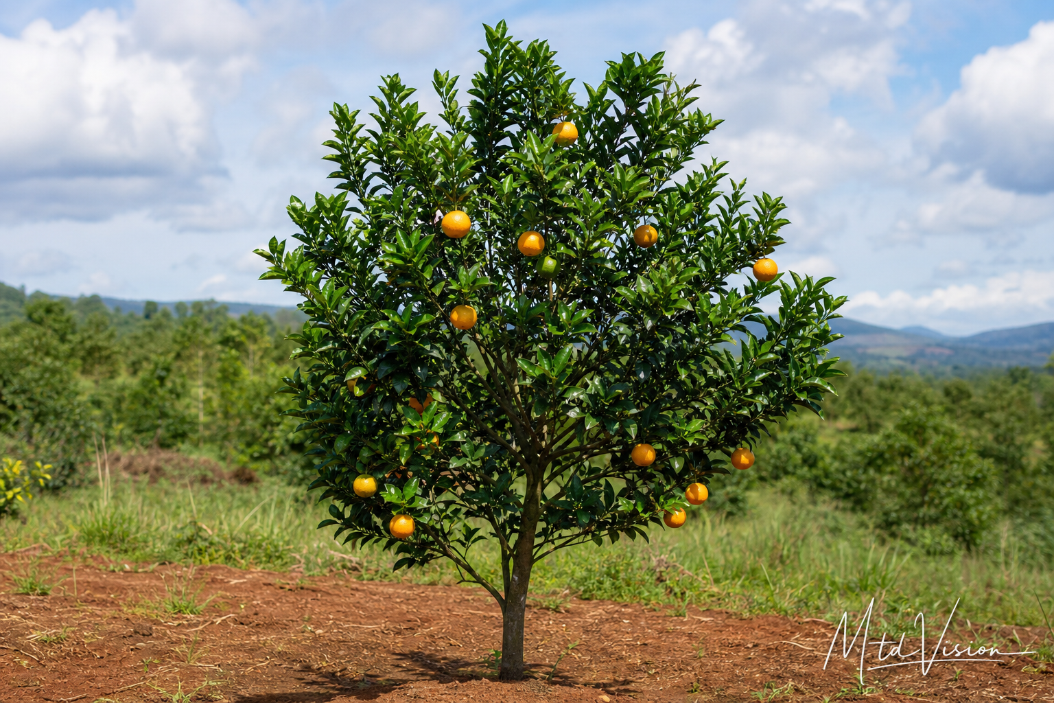 Orange tree (ana kruĕ).