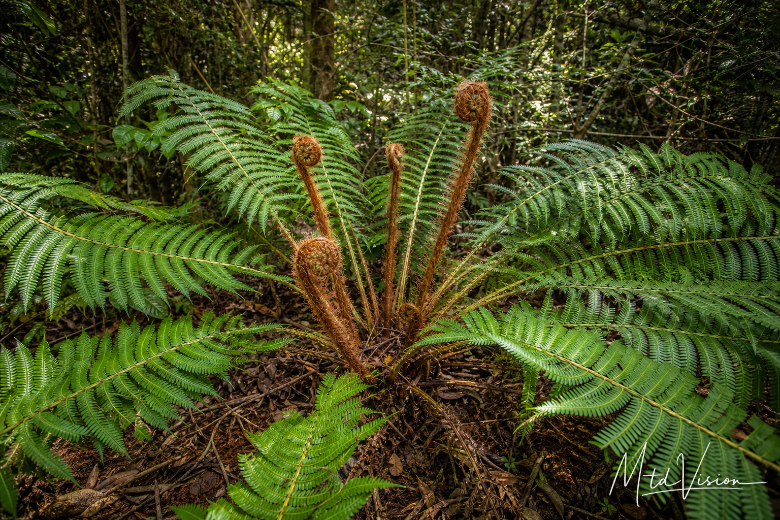Large hairy-fiddlehead inedible fern (ana kwăn).