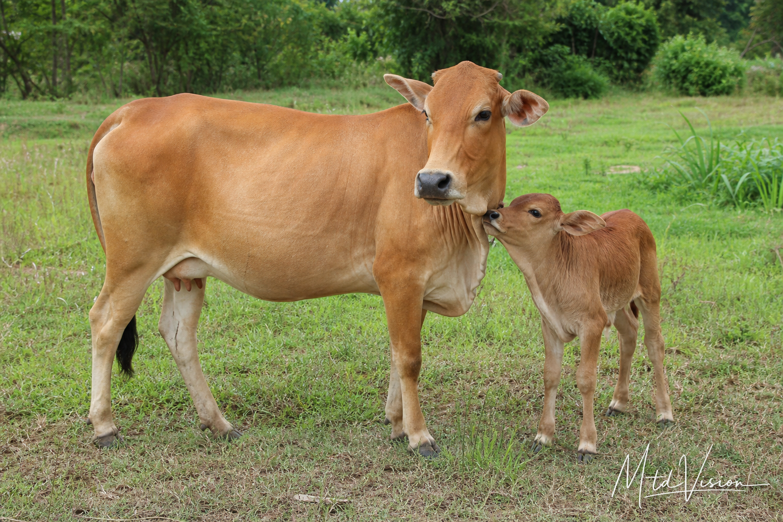 Female animal or mother animal.