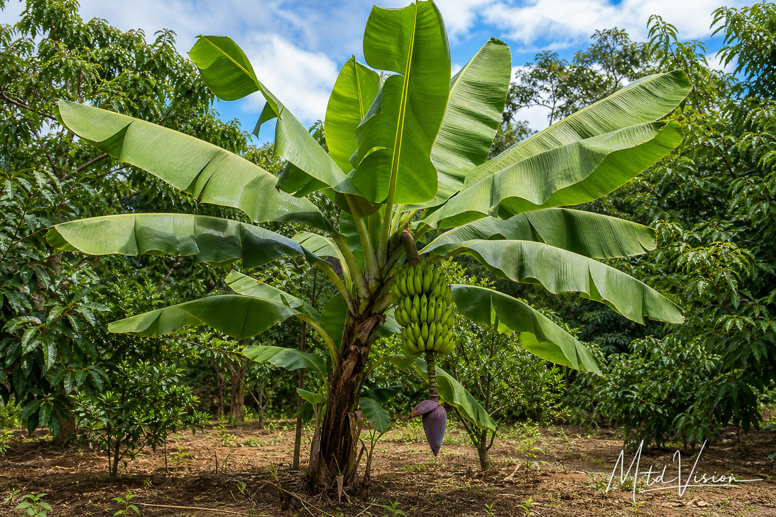 Banana plant (ana mtei).