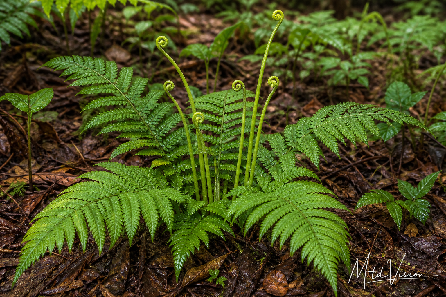 Low clumping forest fern (na ktôñ).