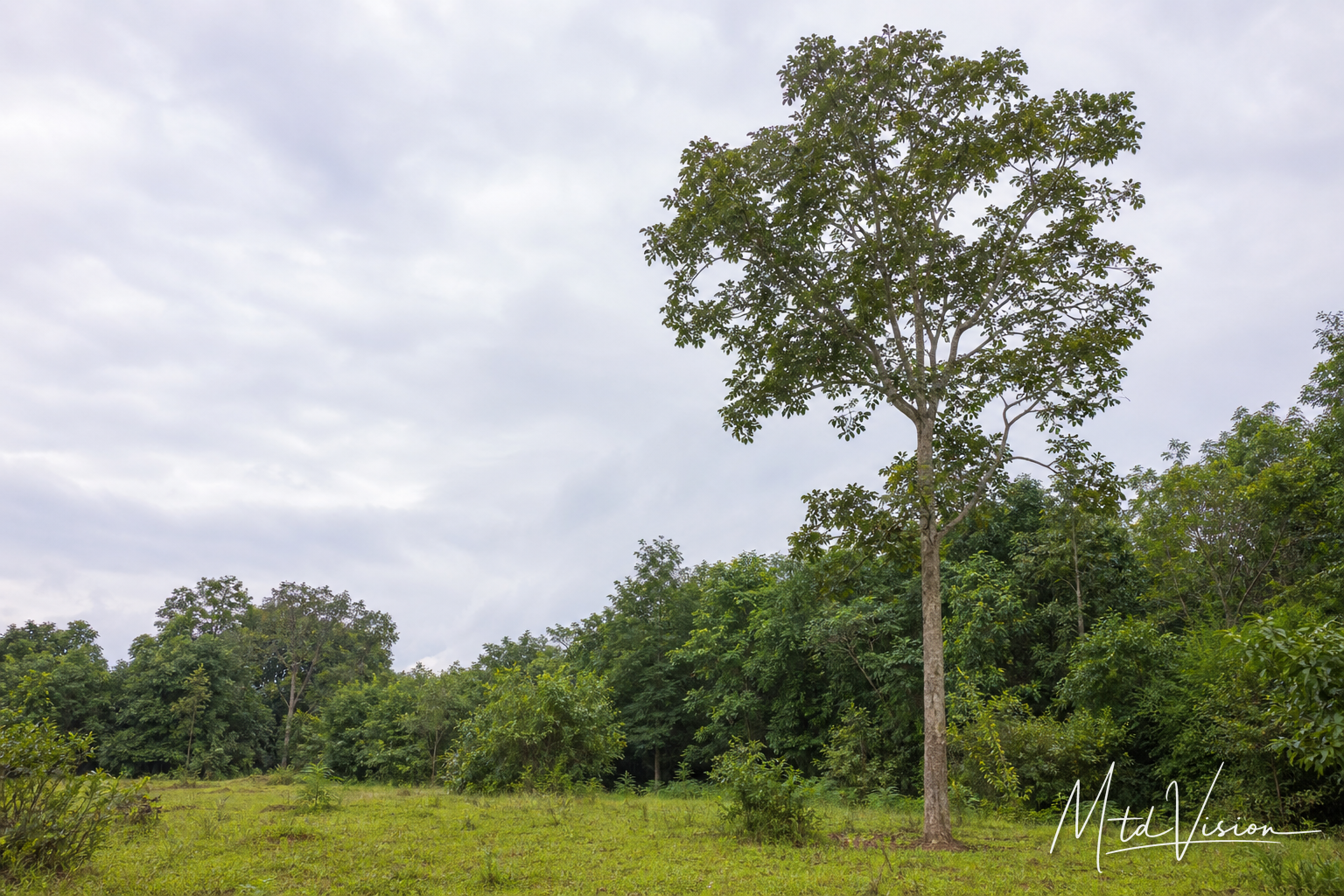 Kind of tree (ana plang).