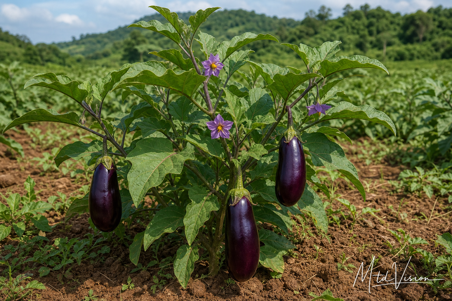Eggplant plant (ana trŏng).