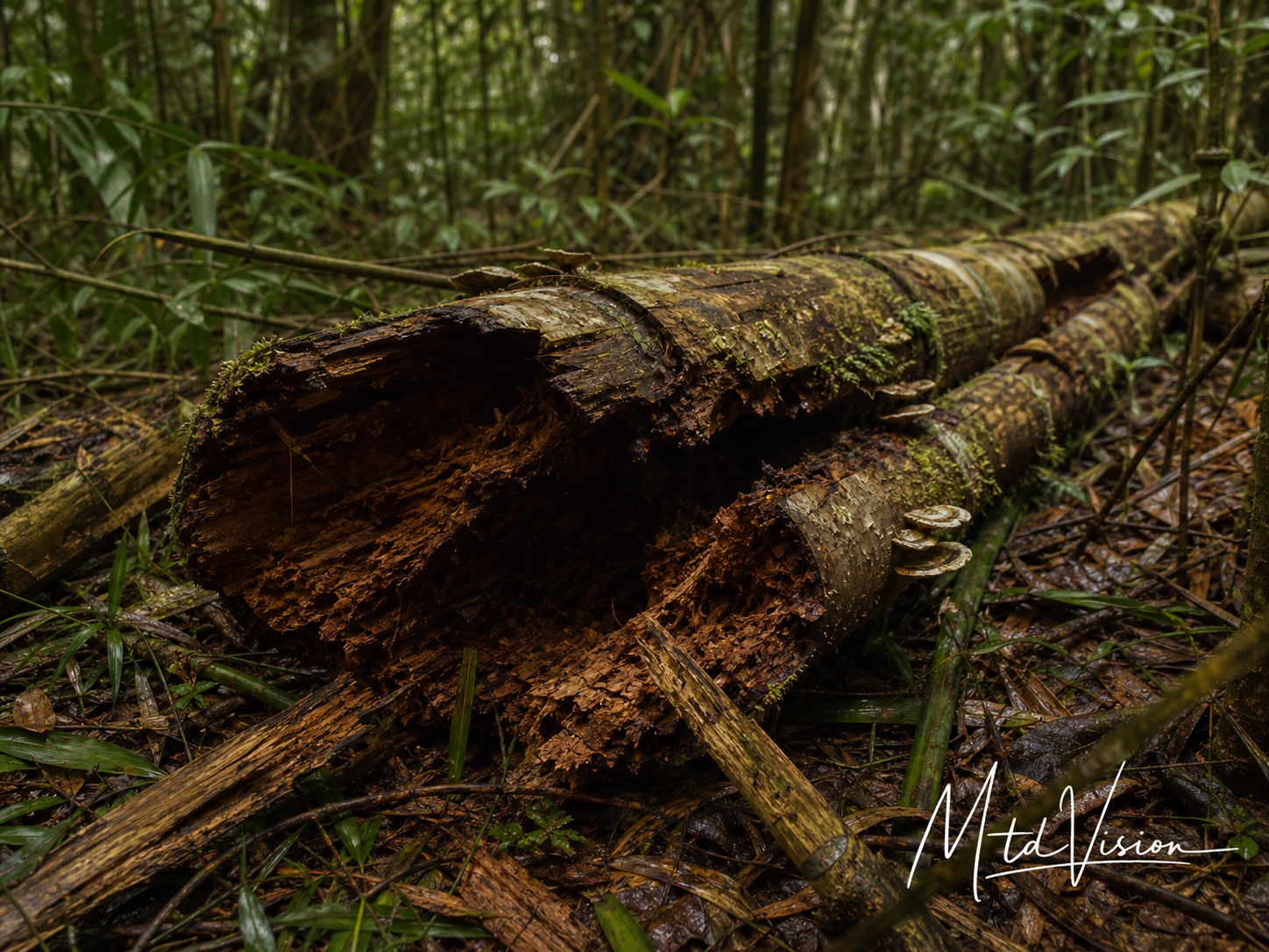 Fallen rotten bamboo.