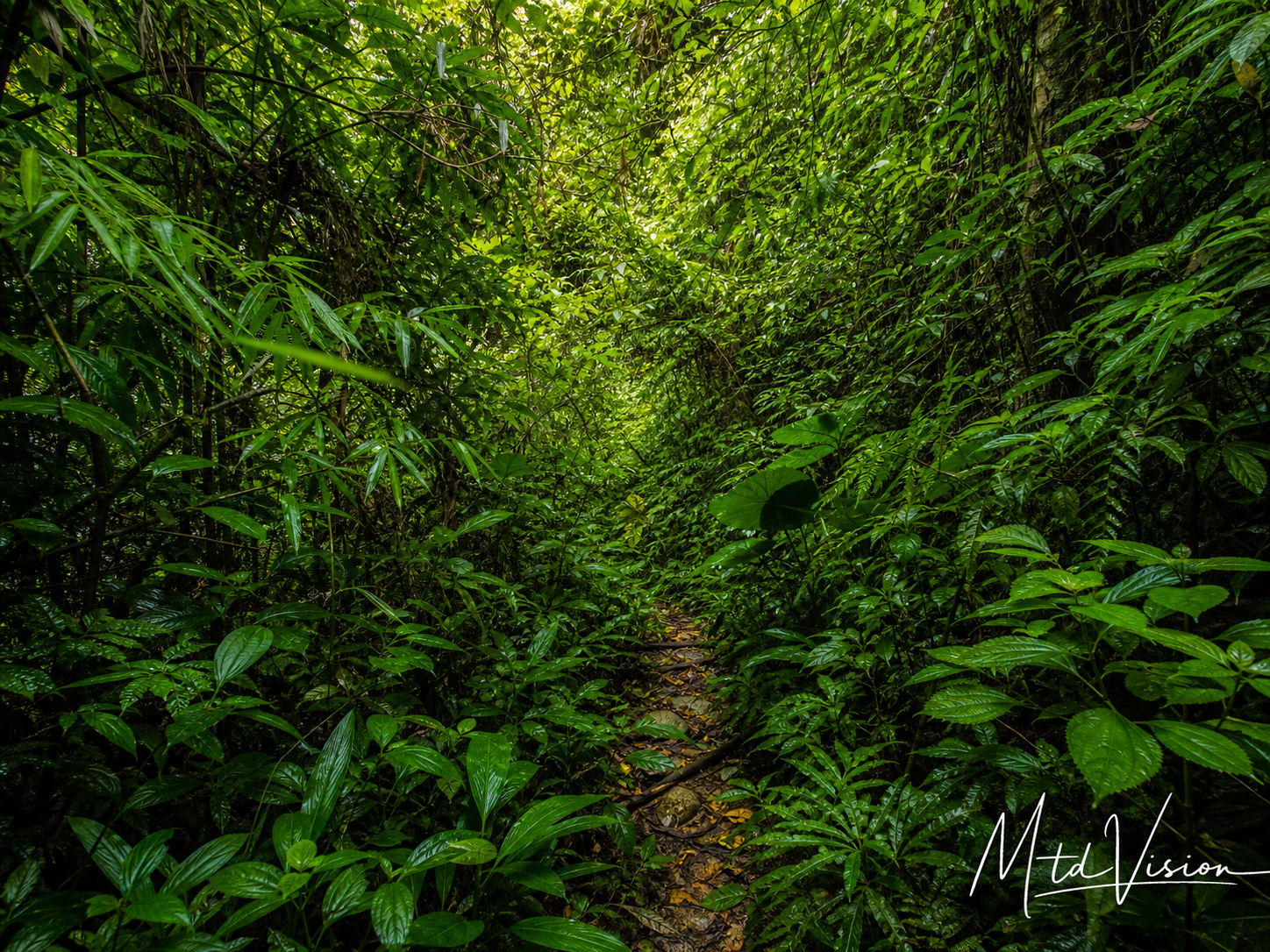 To be covered with dense vegetation.