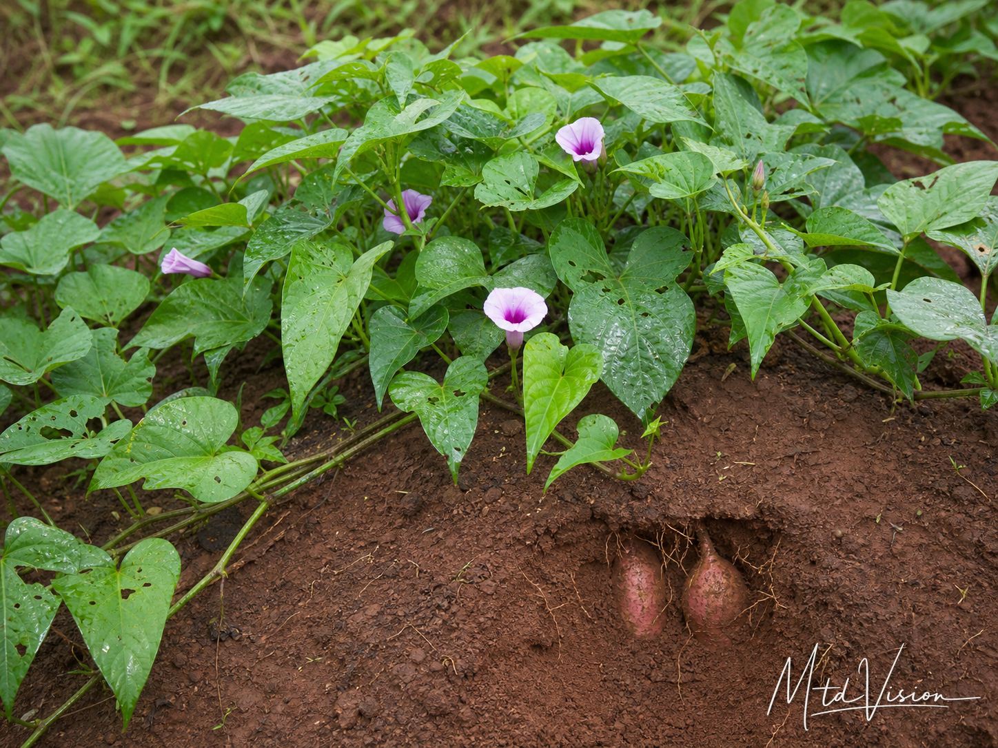 ana hbei ƀlang: A kind of sweet potato plant.