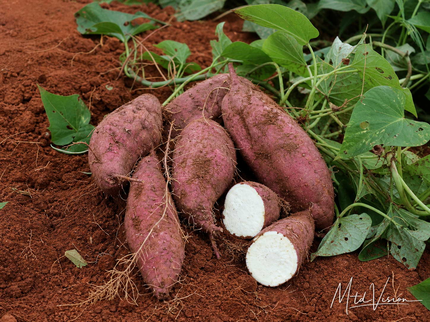 hbei ƀlang: A kind of sweet potato.
