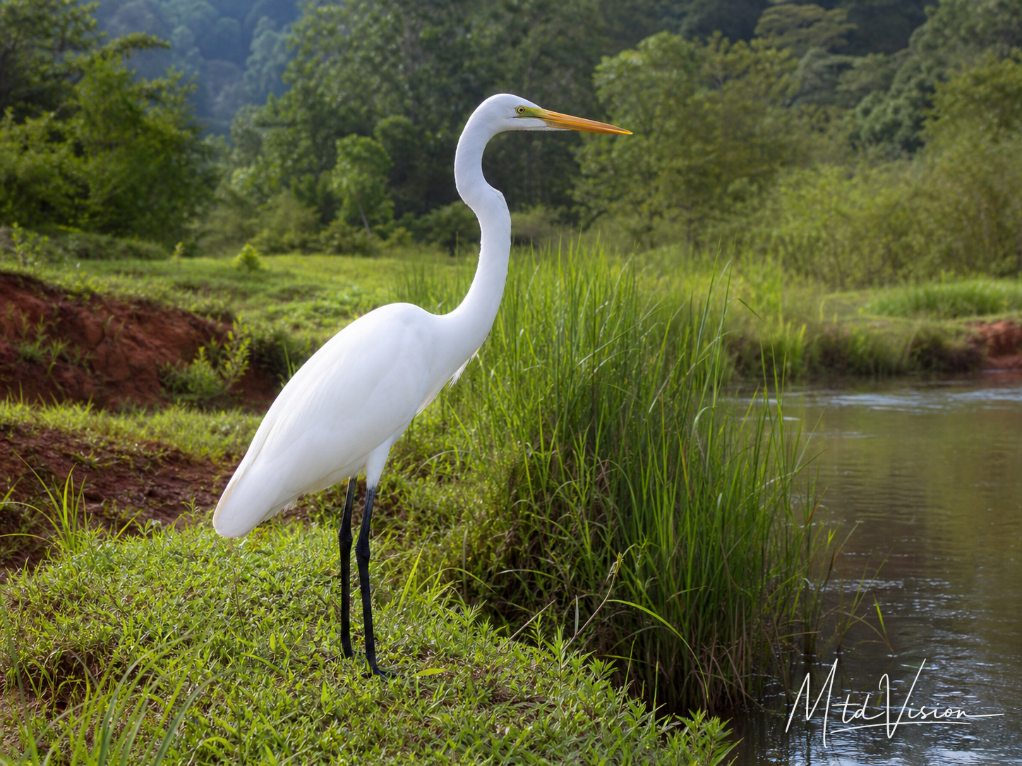 čĭm jhưng: A kind of large white long-legged bird.