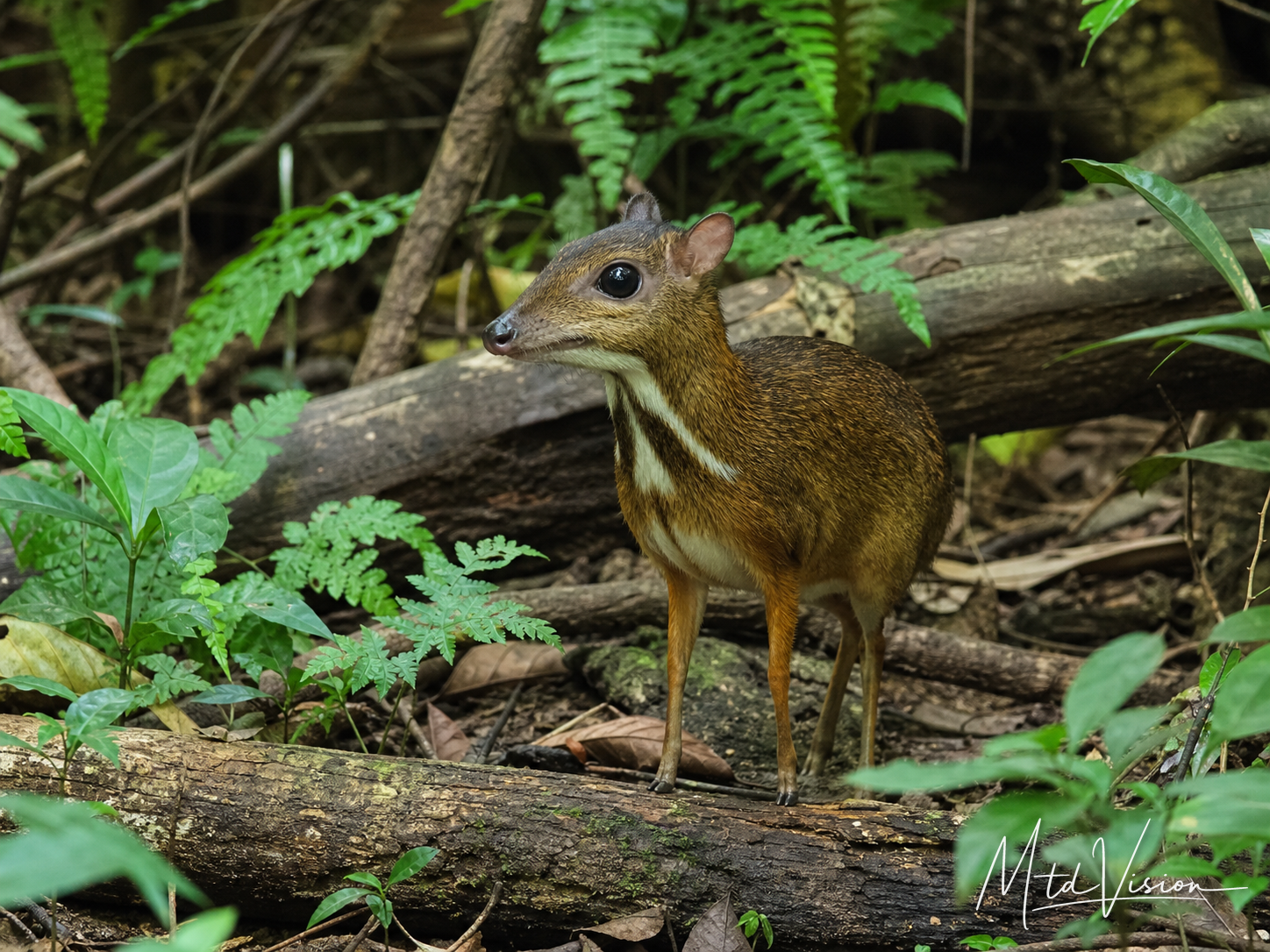 Kind of very small deer.
