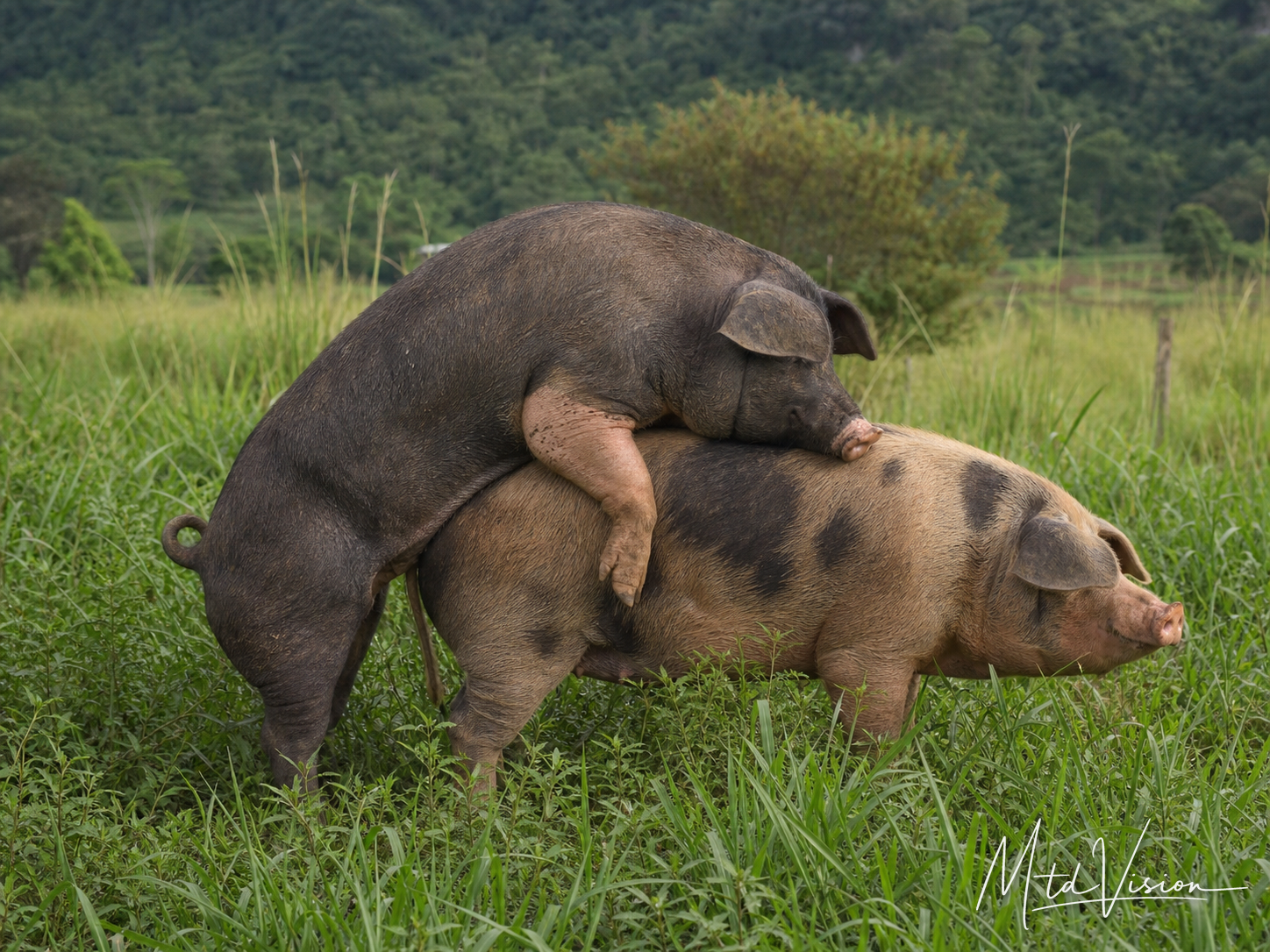 To mate or copulate (of an animal).
