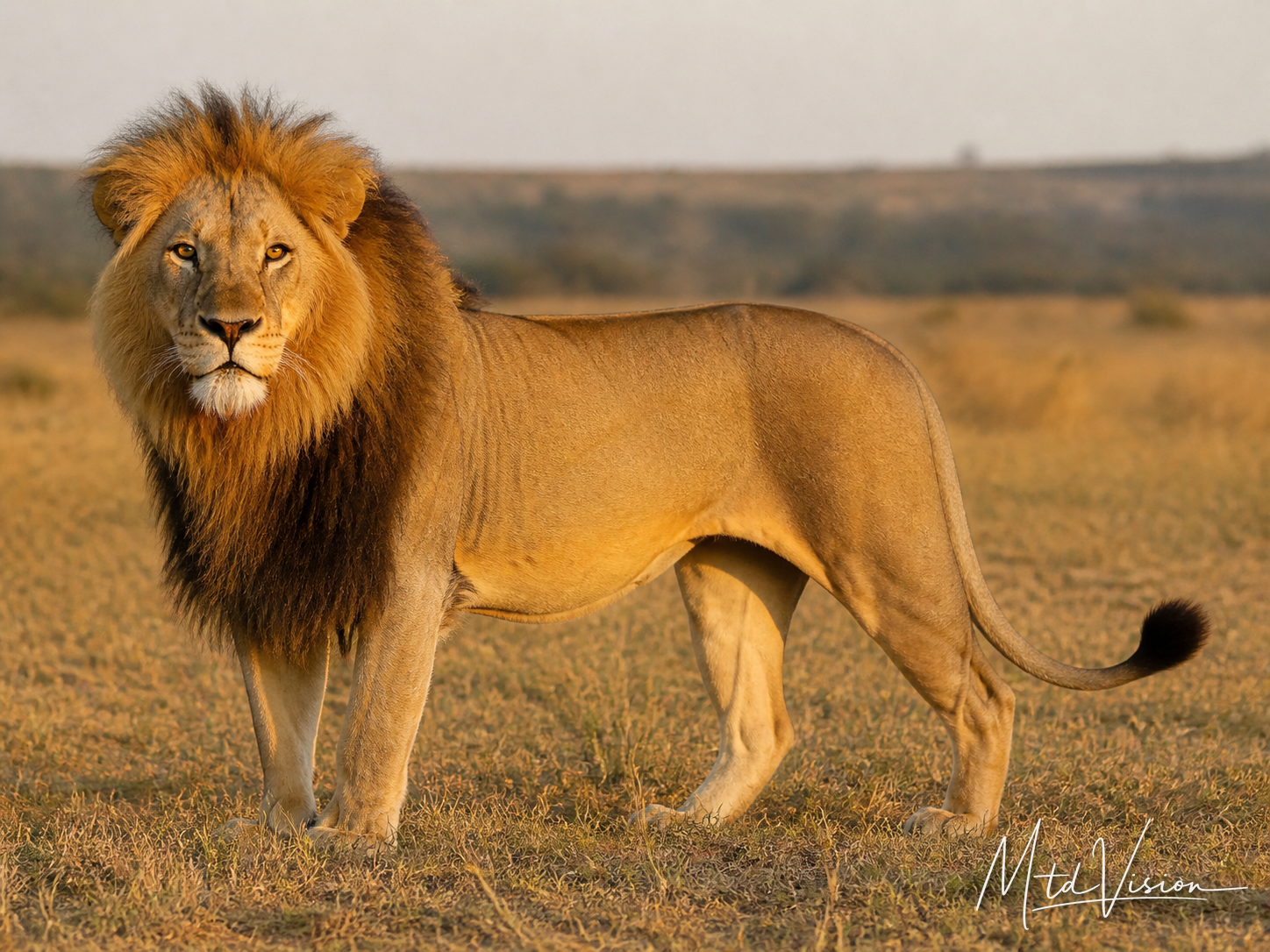 Êmông gu: Lion.