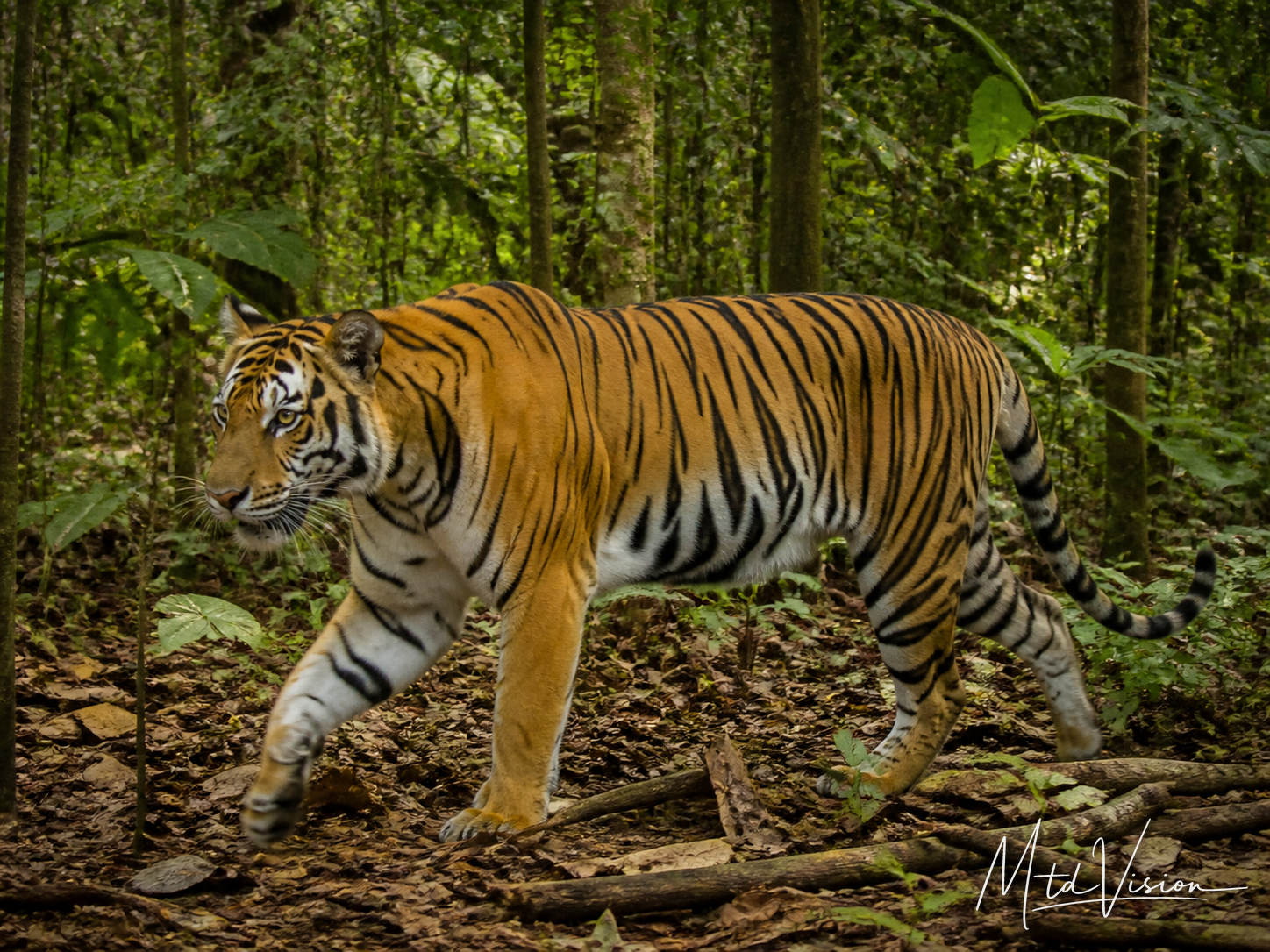 Tiger.